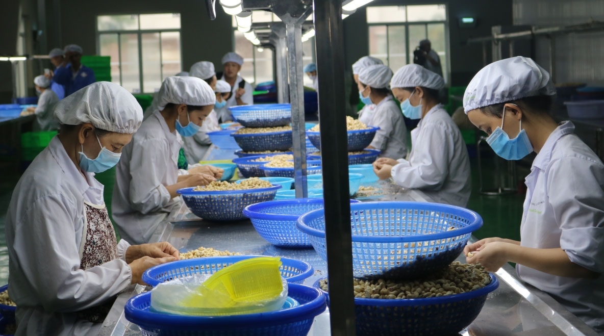 Cashew sector works to retain leading position in EU market